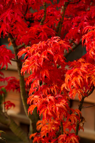 Japanese Maple (Acer Palmatum) Shishigashira