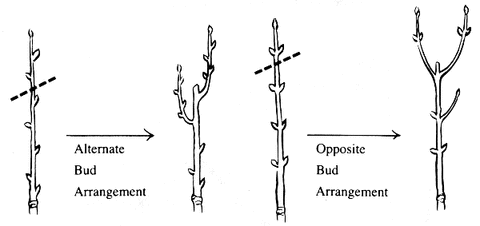 Alternate and Opposite bud arrangement diagram