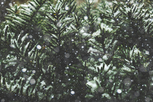 Conifers in Winter