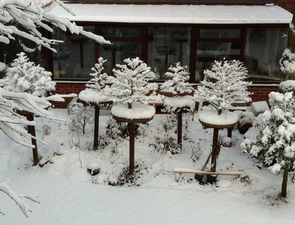 Bonsai under Snow