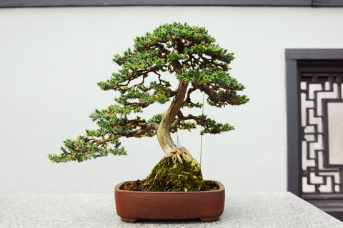 Juniper Bonsai on a concrete stand