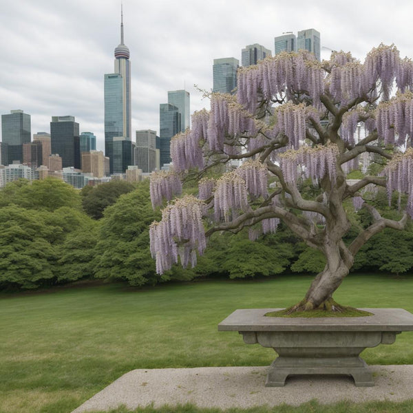 A very healthy old blooming wisteria bonsai on a bench with a vague background of the toronto skyline, and a few other bonsai mostly pines next to it, and then just fields and the skyline in the background.