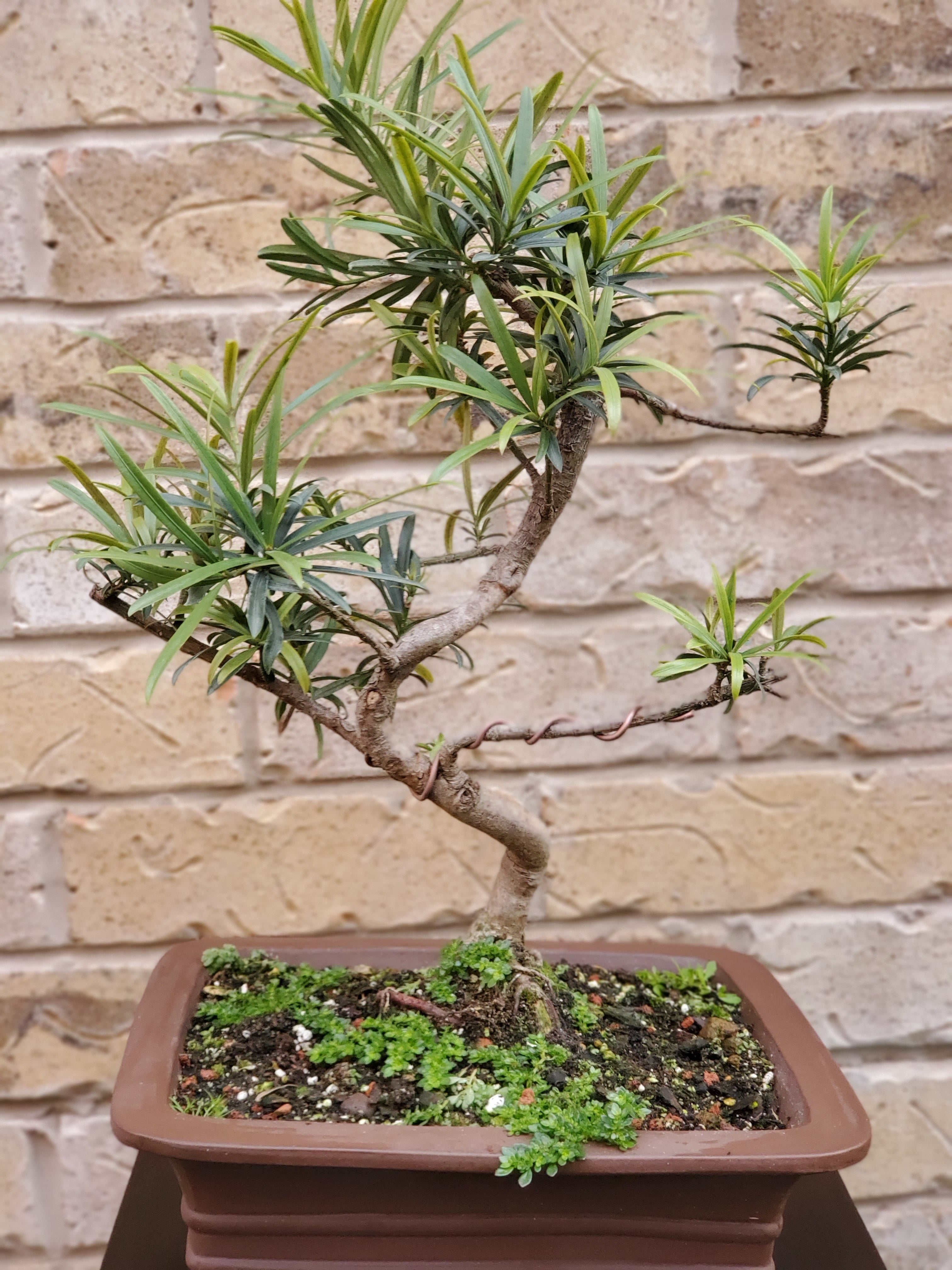 buddhist pine tree