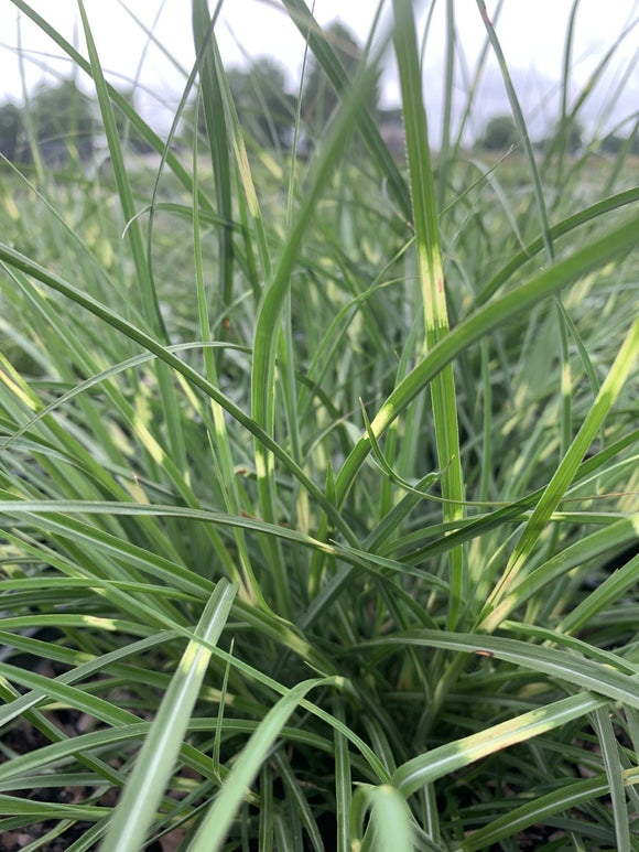 Maiden Grass – Little Zebra 3 Gallon Pot