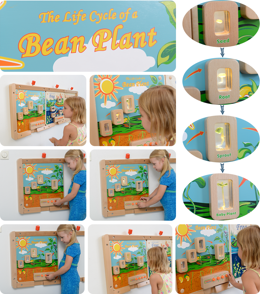 A learning activity focuses on different developmental stages of a bean plant. The board contains real life specimens encapsulated in clear acrylic blocks which allow children to closely look into details. Life stages of most plants starting with a seed and ending with a grown plant can be seen and discussed with the added benefit of switches to light up each one in turn. Once lit-up, the specimens reveal all of their hidden secrets and children will be drawn in to examine them in greater detail.  As well as the visual brilliance of these boards, children will also benefit from the rich words and language that surrounds these wonderous timelines.  Batteries are NOT included.