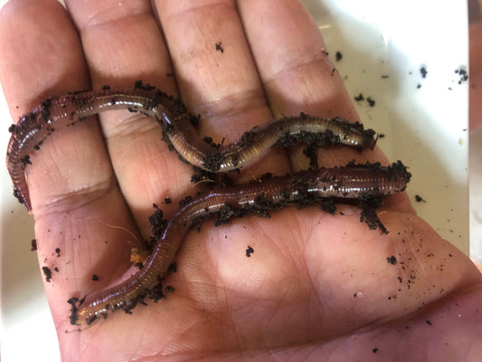 African Nightcrawlers ANC worms ***Delivery has started for summer 202 –  Vers L'avenir