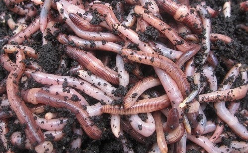 VERY BIG Euro Nightcrawlers (Super Reds) for fishing / composting (Hyb –  Vers L'avenir