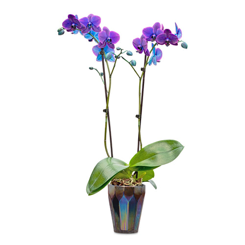 OCEANSAPART JADYN - Top - orchid/purple - Zalando.de