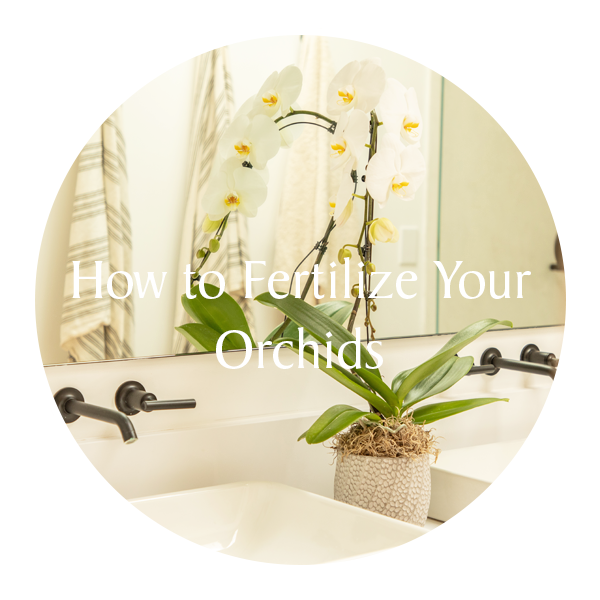 Fertilize Your Orchid.png__PID:2fefe484-6a3f-4851-b243-684520628489