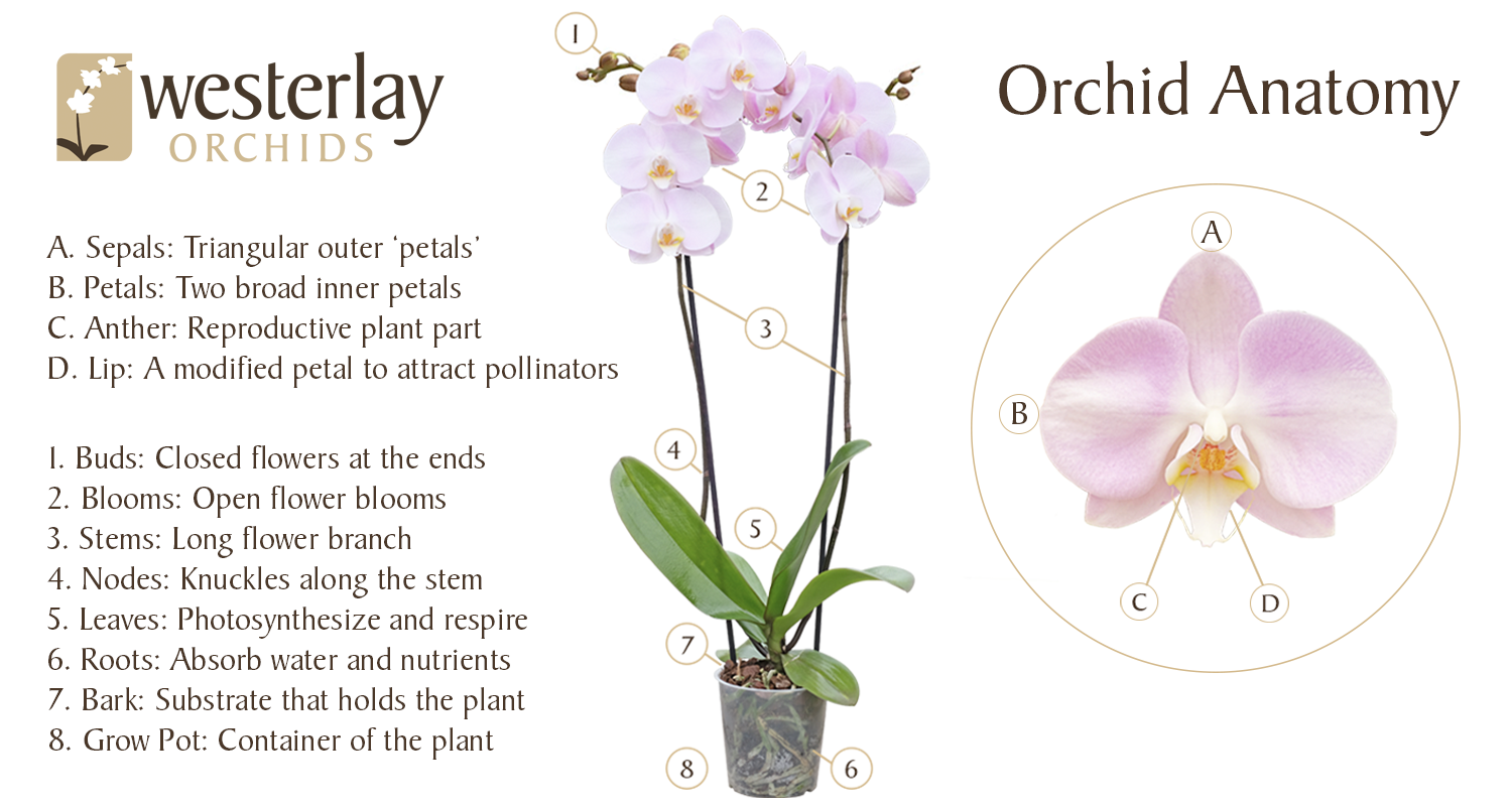 Orchid Anatomy Updated.png__PID:adac2cad-98a0-46eb-bd55-913cdc9333cd