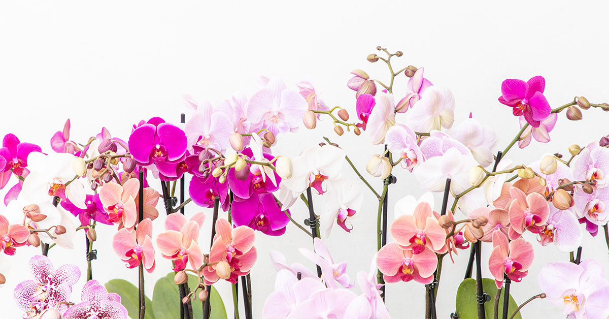 Shop Box of Orchids Wholesale – Westerlay