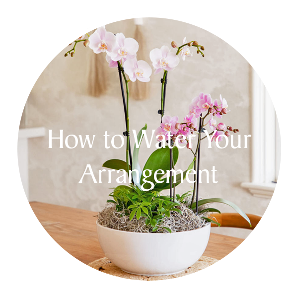 Water Your Arrangement.png__PID:e4846a3f-c851-4243-a845-2062848906f9