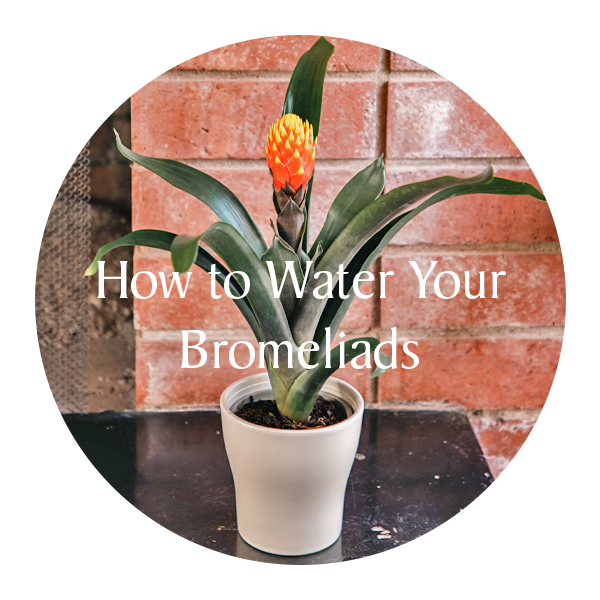 Water Your Bromeliads.png__PID:846a3fc8-51f2-4368-8520-62848906f931