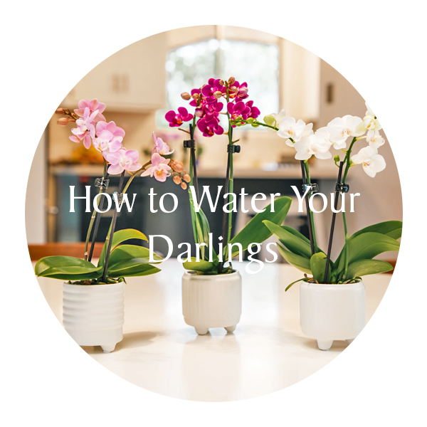 Water Your Darlings.png__PID:6a3fc851-f243-4845-a062-848906f931f8