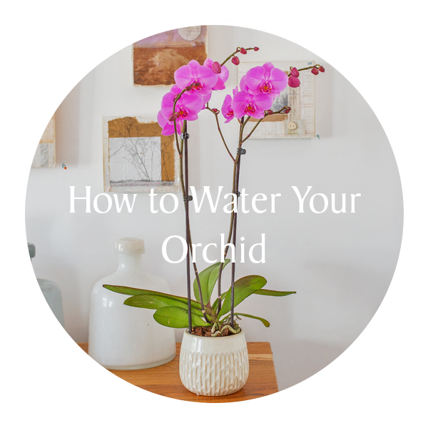 Water Your Orchid.png__PID:3fc851f2-4368-4520-a284-8906f931f811