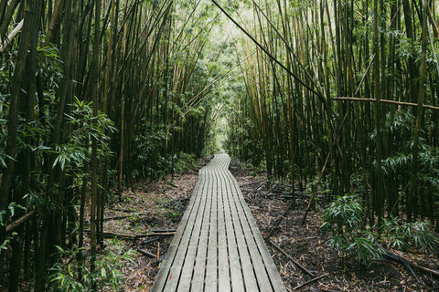 Bamboo Forest- Maui