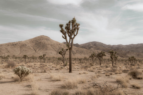 Joshua Tree Wall Art