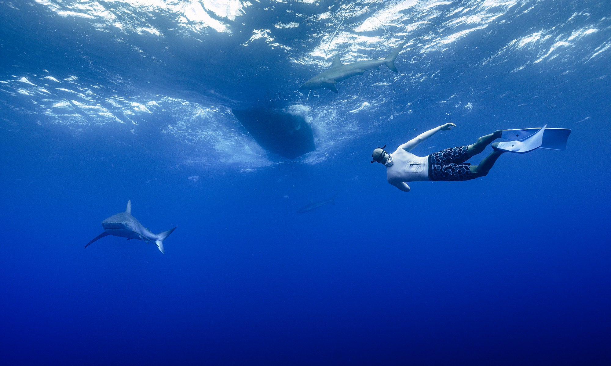 Kaiwi Berry diving with sharks, Island View