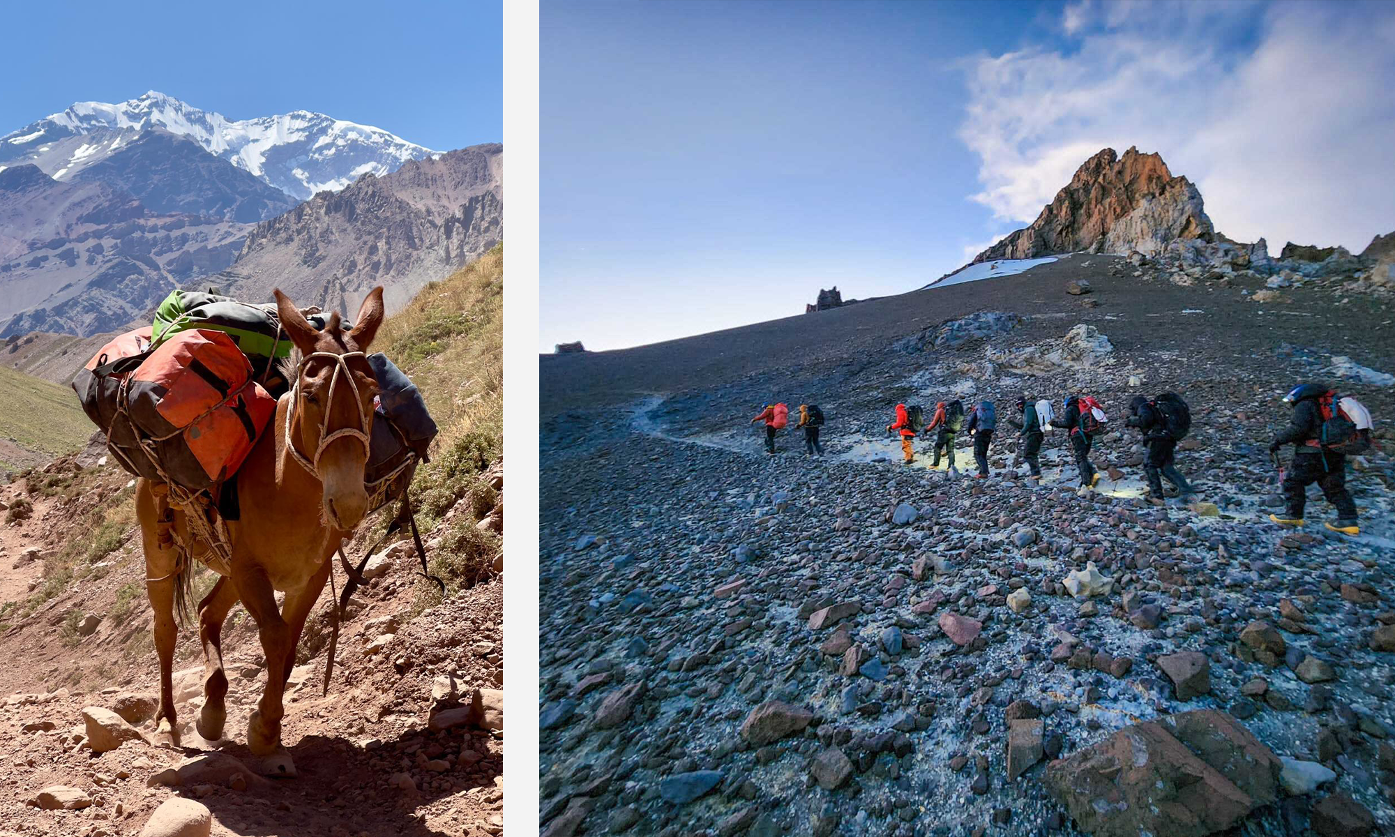 Donkey in the mountains