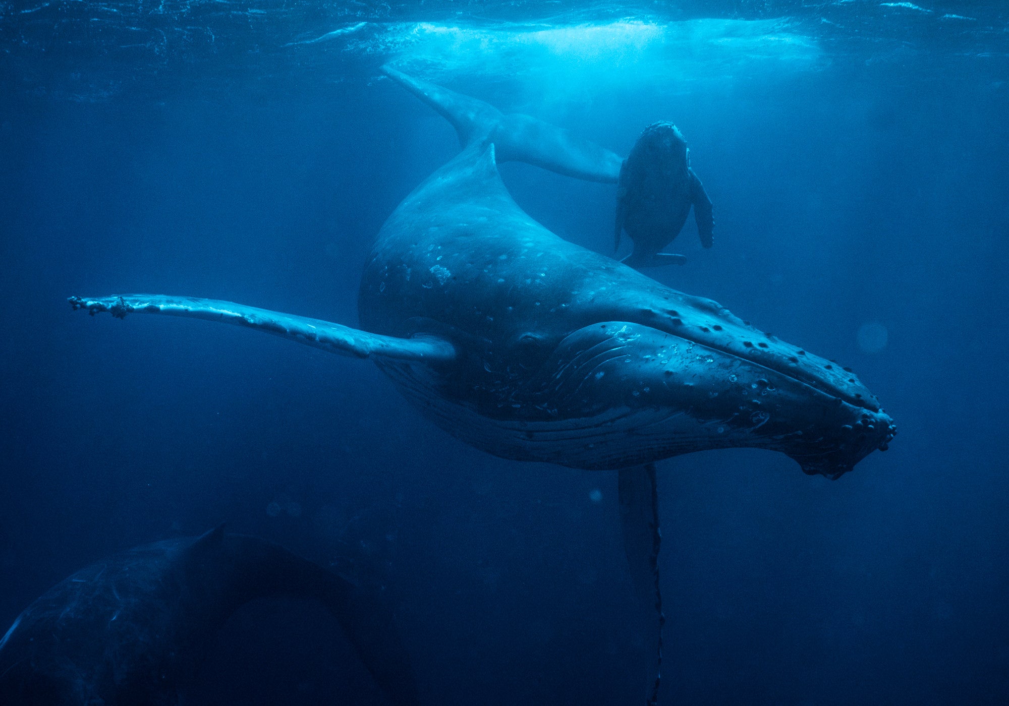 Whales in Tonga Scott Sporleder