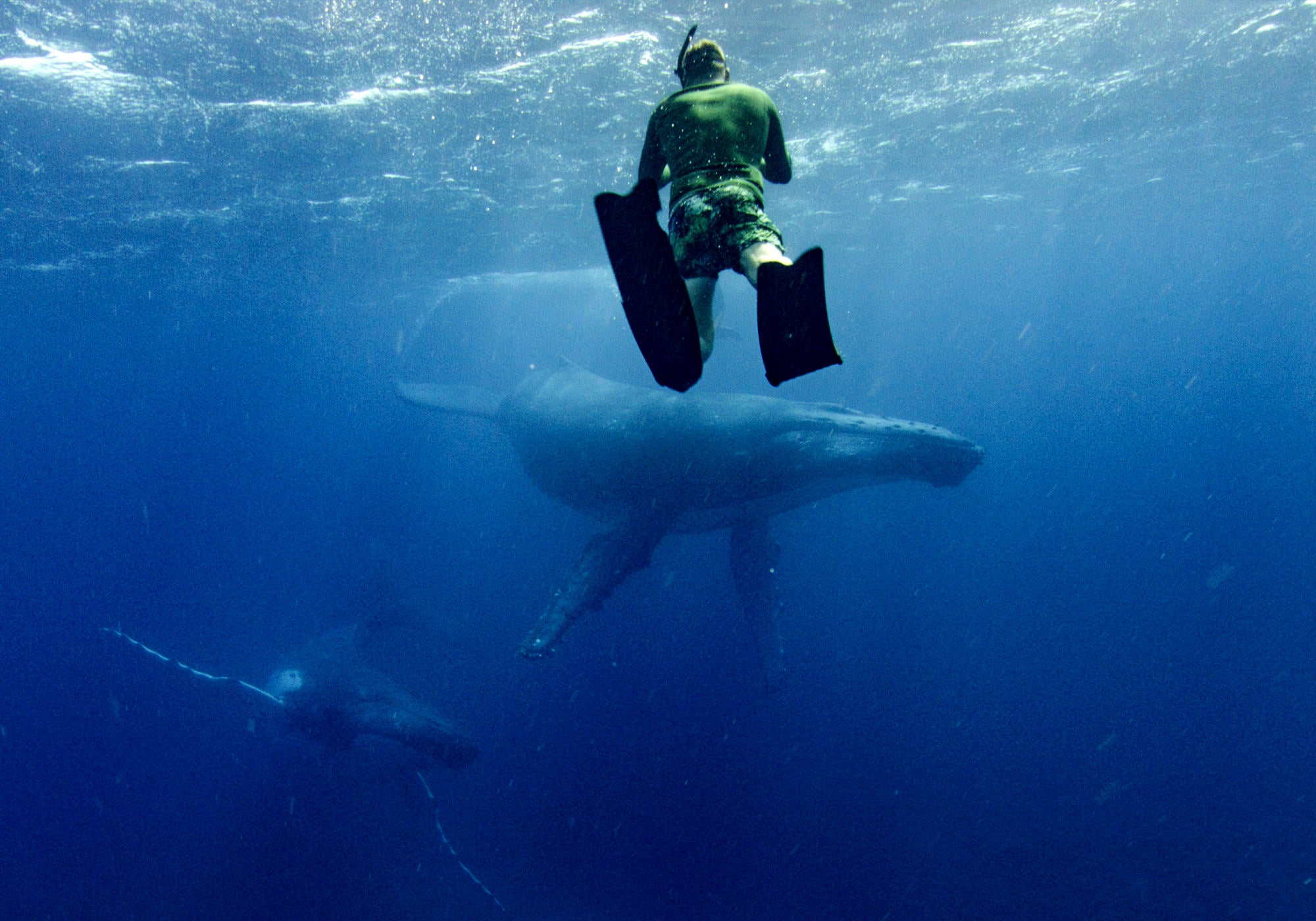 Diving with whales