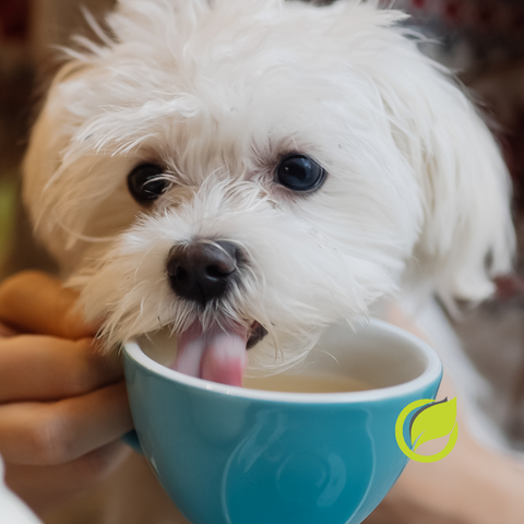puppy drinking tea