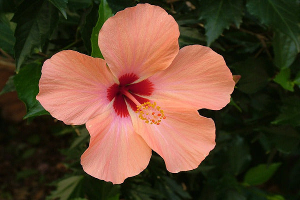 cómo hacer que el té de hibisco sepa bien