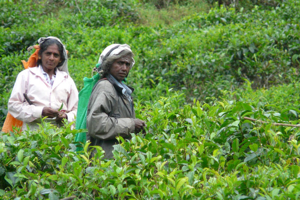 TéTique - Mujeres recogiendo té en Darjeeling