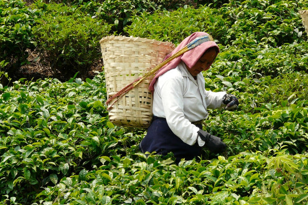 TéTique - Mujer recogiendo hojas de té