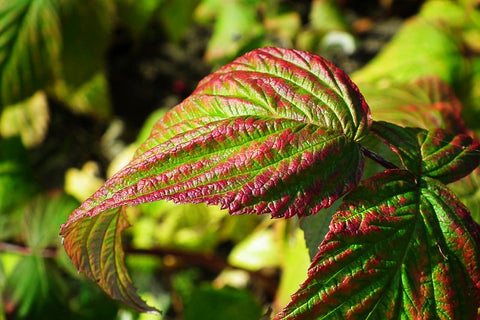 Hoja De Frambuesa para infusión