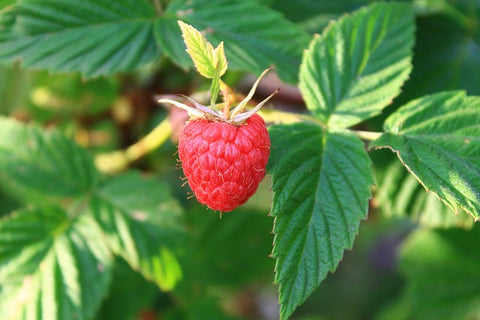 proveedores de té de hoja de frambuesa