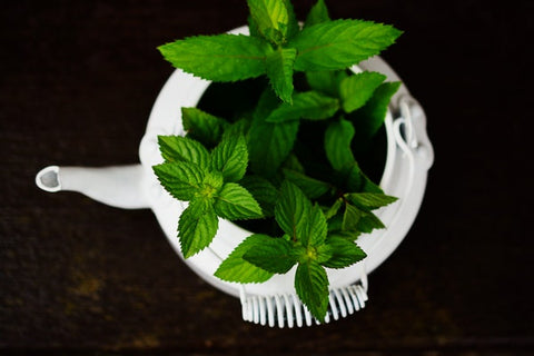 infusión de menta Piperita