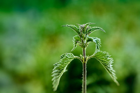 Ortiga planta para infusión ecológica