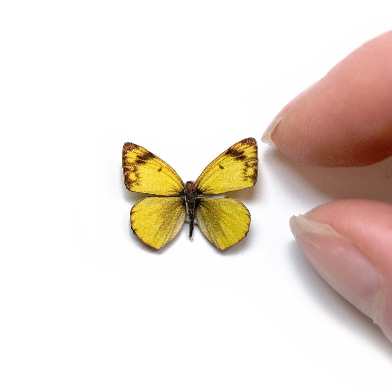 💫New💫 'Micro Clouded Sulphur' Butterfly