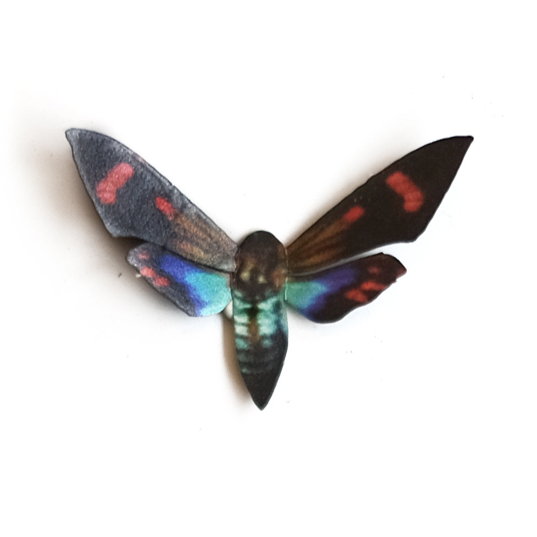 Banded Sphinx Moth  Paint-by-Number Kit for Adults — Elle Crée (she  creates)