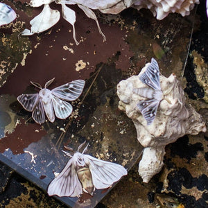 'Antiquarian Silk' moth