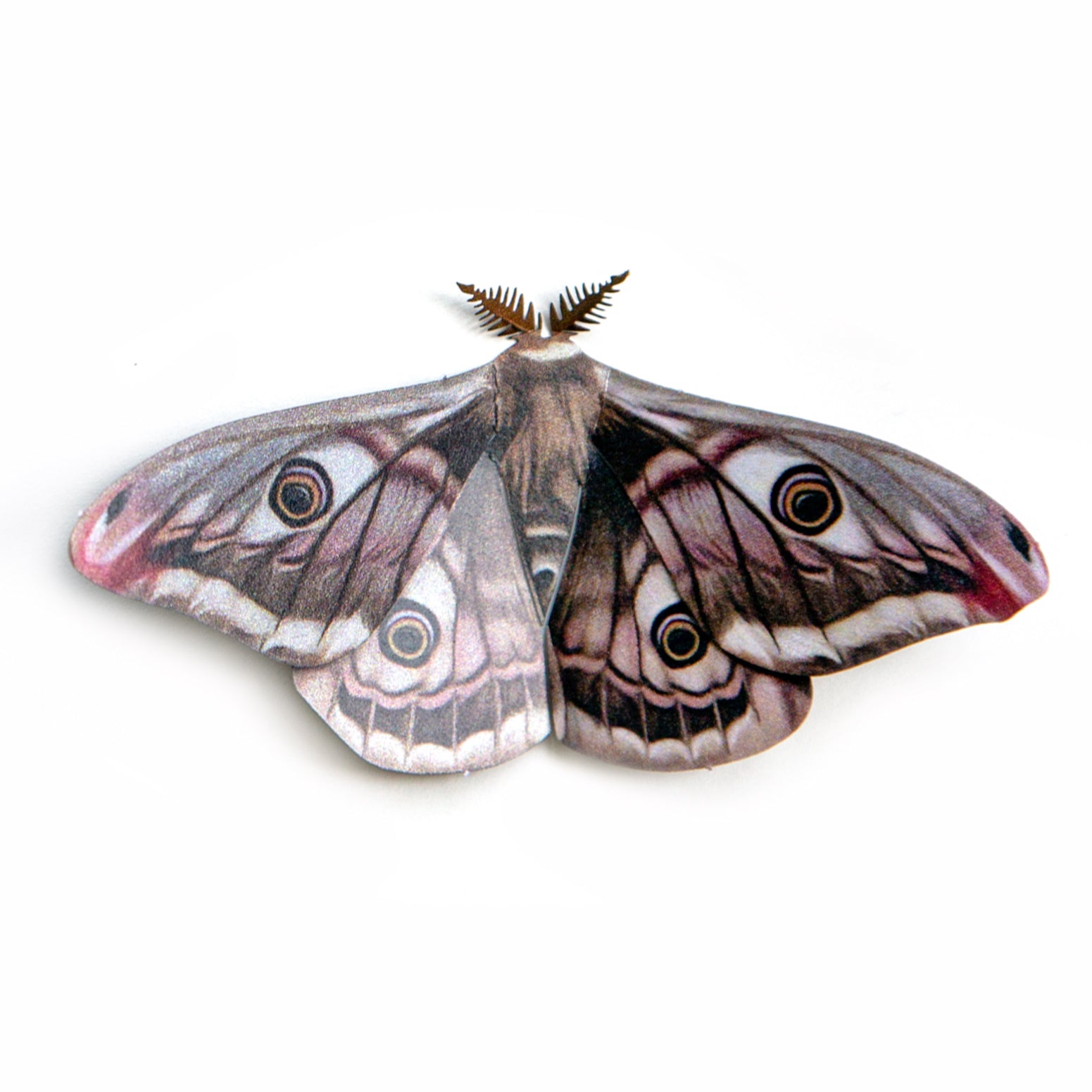 Woodland Moth Wrapping Paper – Amicreative