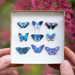 Load image into Gallery viewer, 💫New💫 ’Galaxy&#39; Micro Moth &amp; Butterfly Collection
