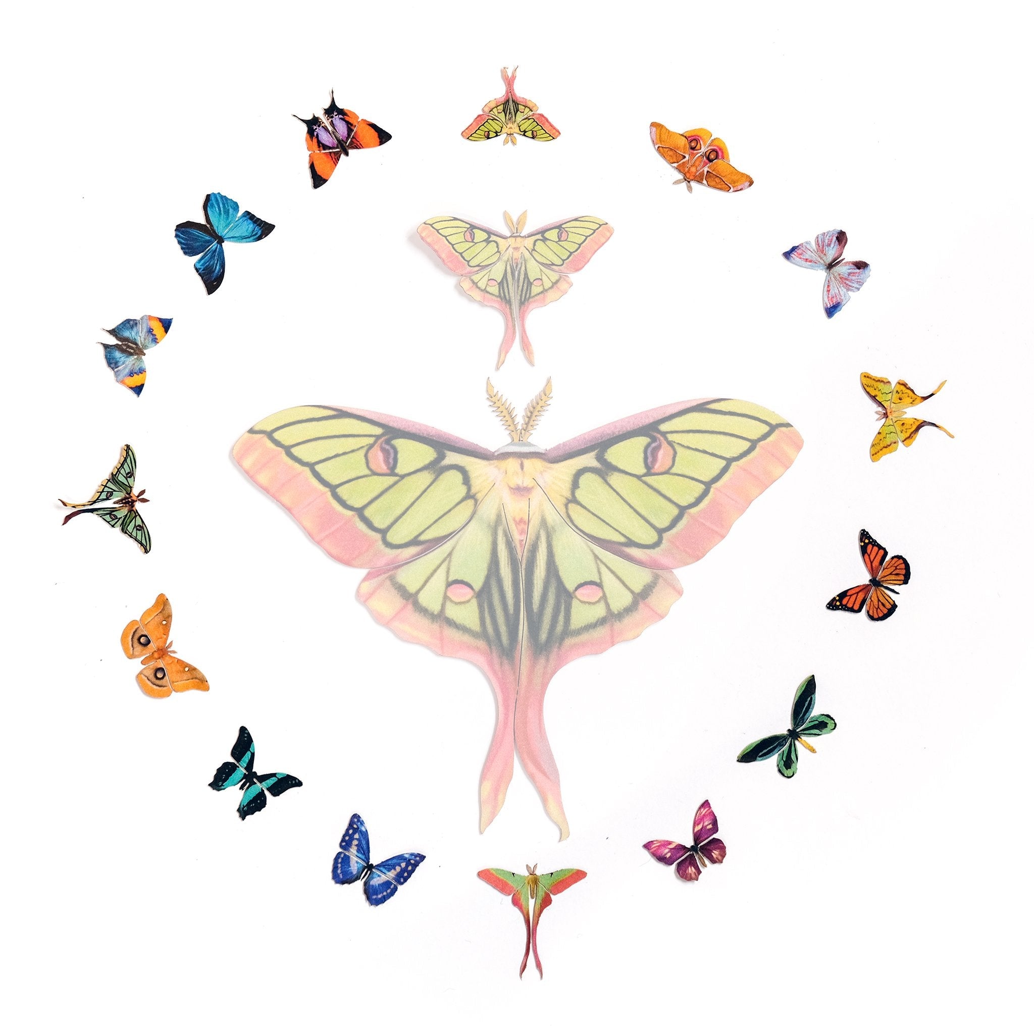 ’Tulip' Micro Moth & Butterfly Collection Reseller Wholesale