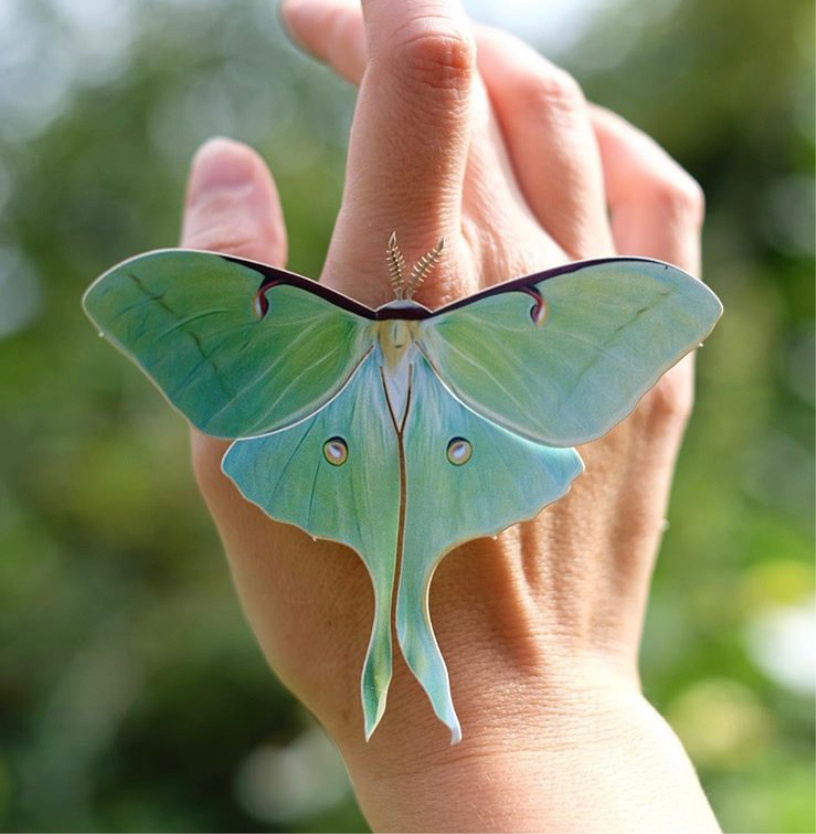 Spring Luna Moth Set Mothandmyth