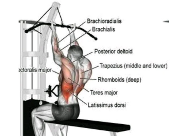 Close Grip Lat Pulldown Muscles Worked