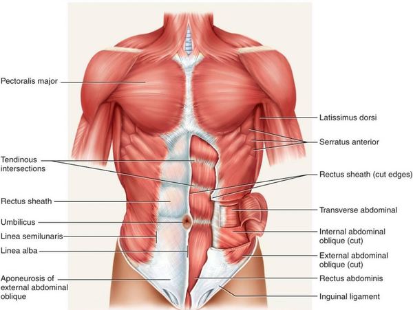 core muscles