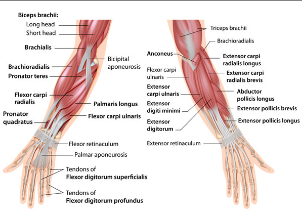 Forearms muscle