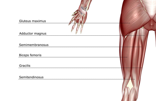 Hamstrings