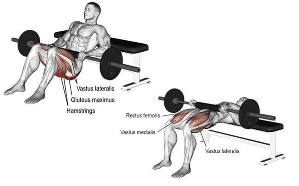 Barbell Hip Thrust Muscles Worked