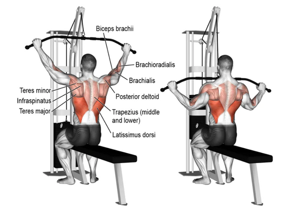 Lat Pulldown Muscles Worked