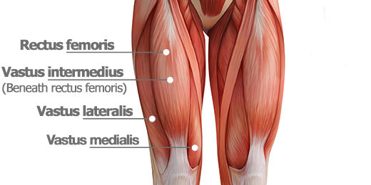 Quadriceps