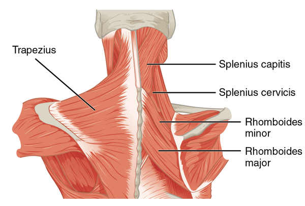 Trapezius