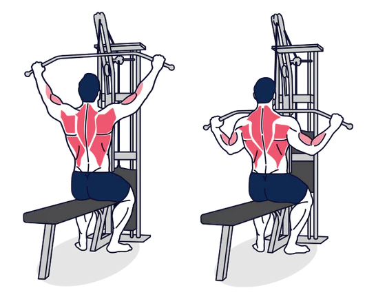 Wide Grip LAT Pulldown Muscles Worked