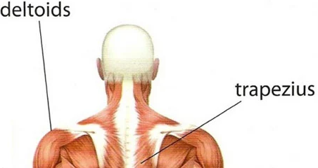 deltoids and trapezius